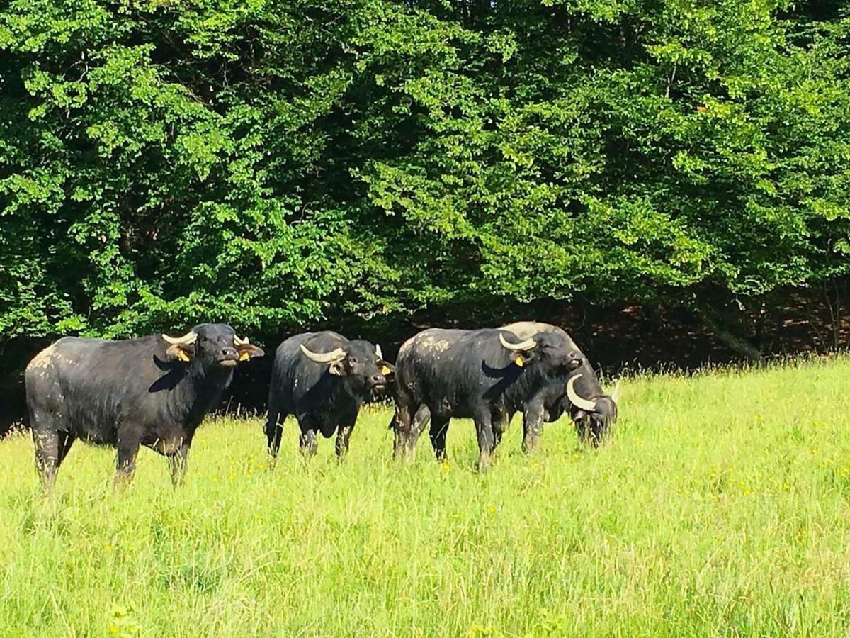 Ferienhaus Im Fachwerkhof 'Haus In Bewegung' Seelscheid Ngoại thất bức ảnh